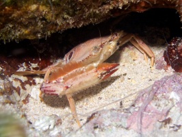 IMG 2967 Ocellate Swimming Crab